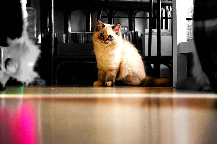 Capucine participe au concours pour gagner de l'argent avec cette photo : birman, canidae, carnivore, cat, felidae, floor, flooring, fur, kitten, mammal, ragdoll, small_to_medium_sized_cats, snapshot, turkish_van, whiskers