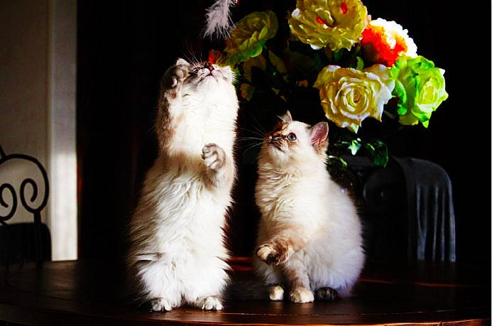 Capucine participe au concours pour gagner de l'argent avec cette photo : american_curl, carnivore, cat, domestic_long_haired_cat, felidae, flower, fur, kitten, norwegian_forest_cat, persian, photography, plant, ragamuffin, selkirk_rex, small_to_medium_sized_cats, whiskers