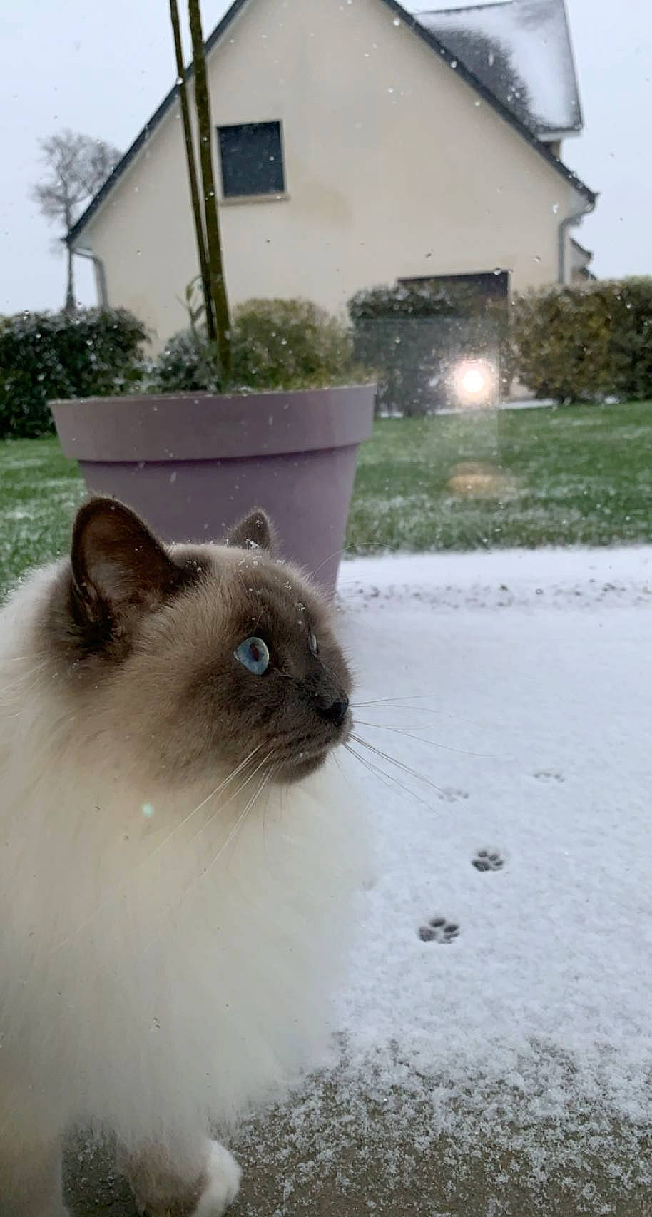 Obiwan a rejoint le concours — aidez-le/la à gagner de superbes lots ! balinese, birman, building, carnivore, cat, fawn, felidae, flowerpot, grass, house, morning, plant, siamese, small_to_medium_sized_cats, snout, tail, thai, tree, whiskers, window