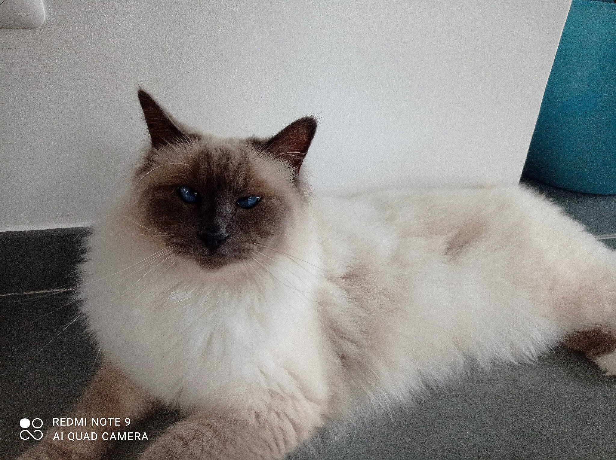 Obiwan participe au concours pour gagner de l'argent avec cette photo : balinese, birman, carnivore, cat, claw, comfort, fawn, felidae, flooring, fur, iris, paw, siamese, small_to_medium_sized_cats, snout, tail, terrestrial_animal, thai, tonkinese, whiskers