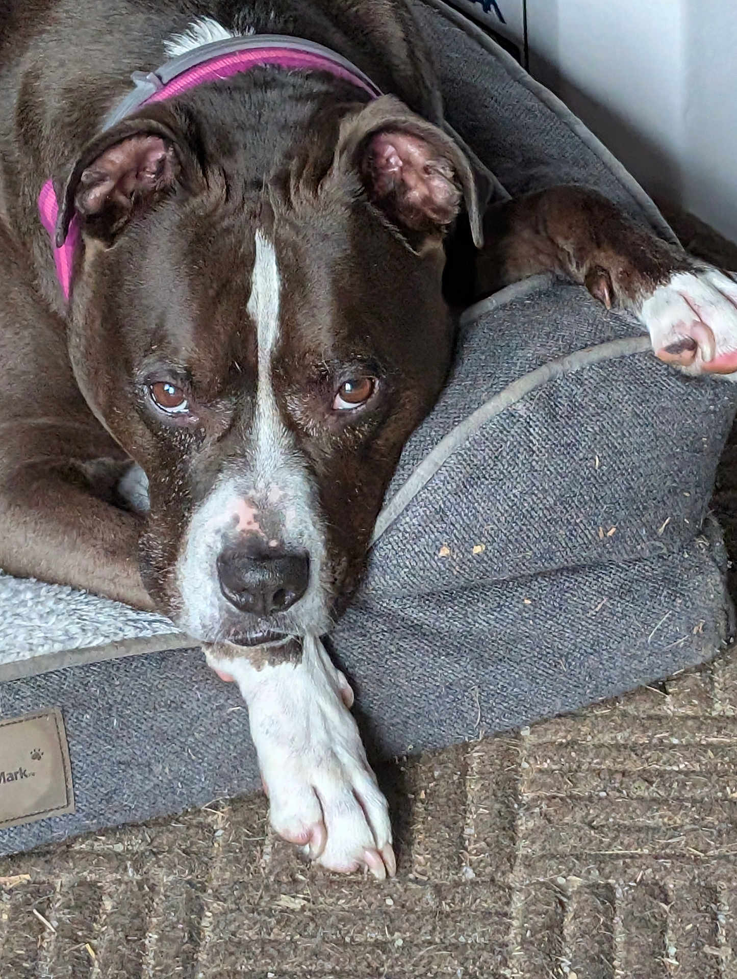 Pawter