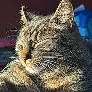 Pilou participe au concours pour gagner de l'argent avec cette photo : cat, tabby, sunlight, close_up, whiskers, fur, peaceful, sleeping, pet, animal, relaxed, indoor, cute, mammal, feline, resting, nose, ear, portrait, cozy