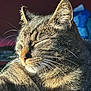 animal, cat, close_up, cozy, cute, ear, feline, fur, indoor, mammal, nose, peaceful, pet, portrait, relaxed, resting, sleeping, sunlight, tabby, whiskers