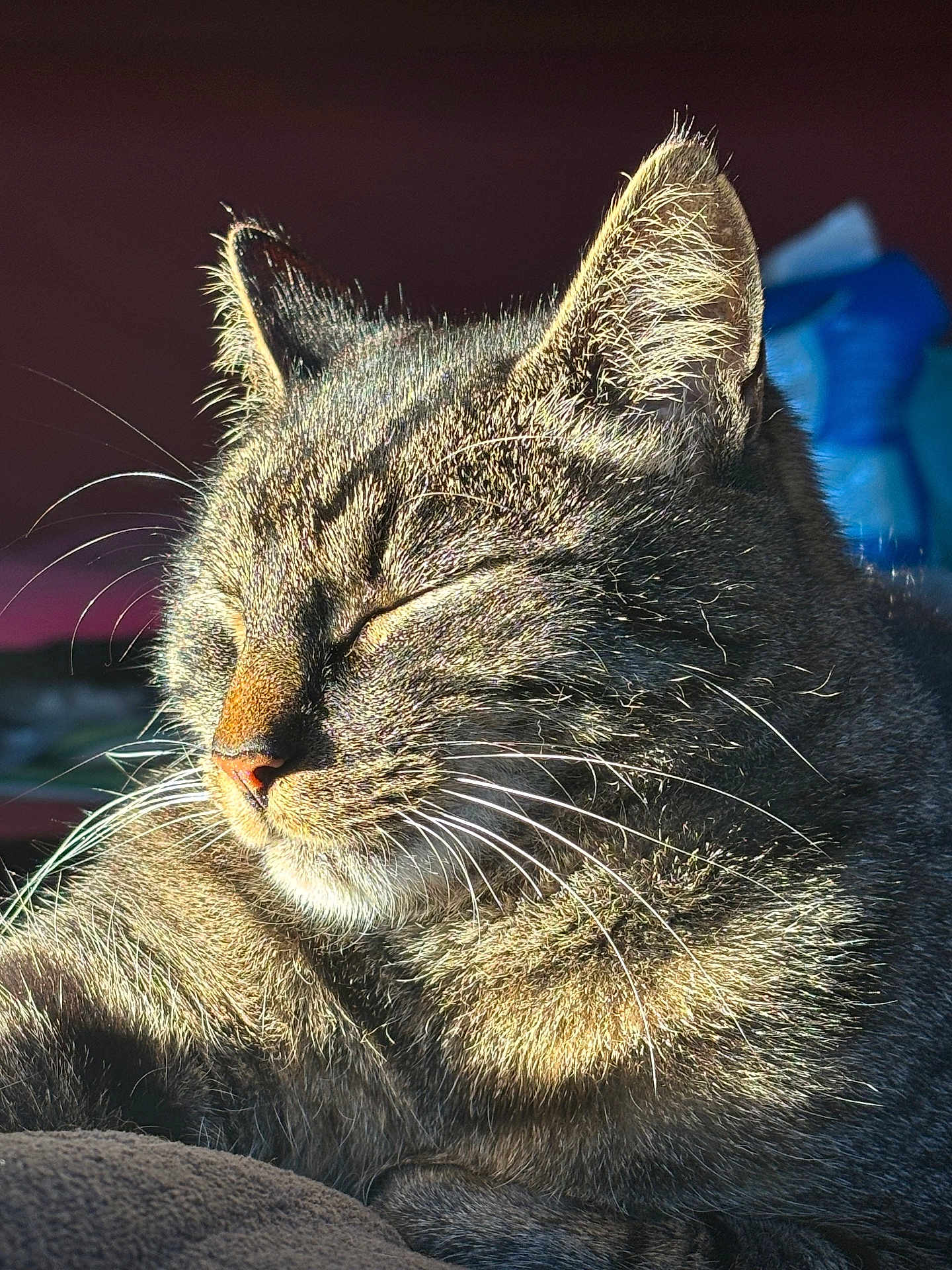 Pilou participe au concours pour gagner de l'argent avec cette photo : cat, tabby, sunlight, close_up, whiskers, fur, peaceful, sleeping, pet, animal, relaxed, indoor, cute, mammal, feline, resting, nose, ear, portrait, cozy