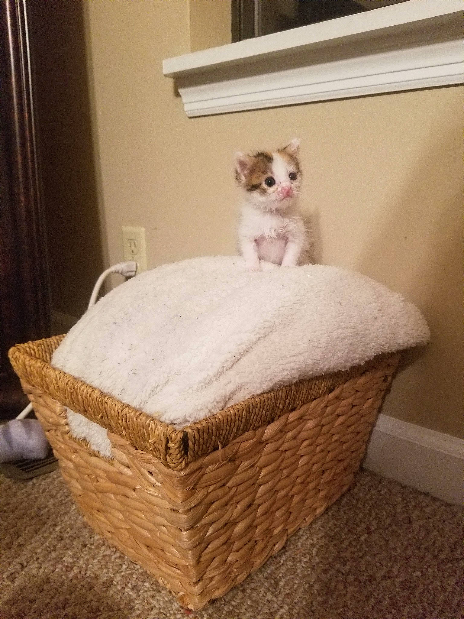 Babycat joined the competition — help win amazing prizes! basket, carnivore, cat, cat_bed, fawn, felidae, furniture, home_accessories, kitten, room, small_to_medium_sized_cats, wicker