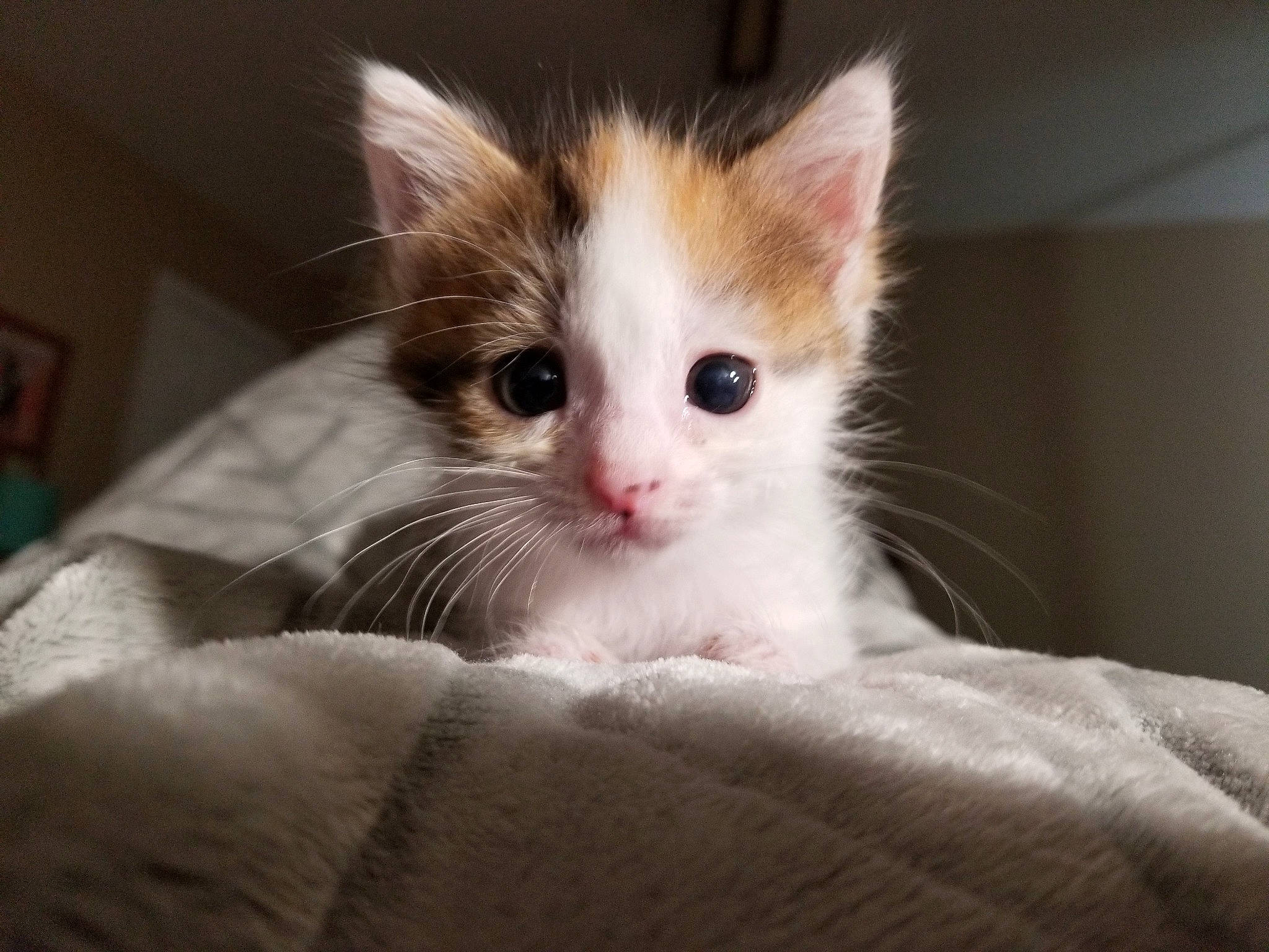 Babycat is registered to the contest to win money with this photo: aegean_cat, carnivore, cat, ear, eye, fawn, felidae, fur, kitten, mammal, ragdoll, small_to_medium_sized_cats, turkish_angora, turkish_van, vertebrate, whiskers