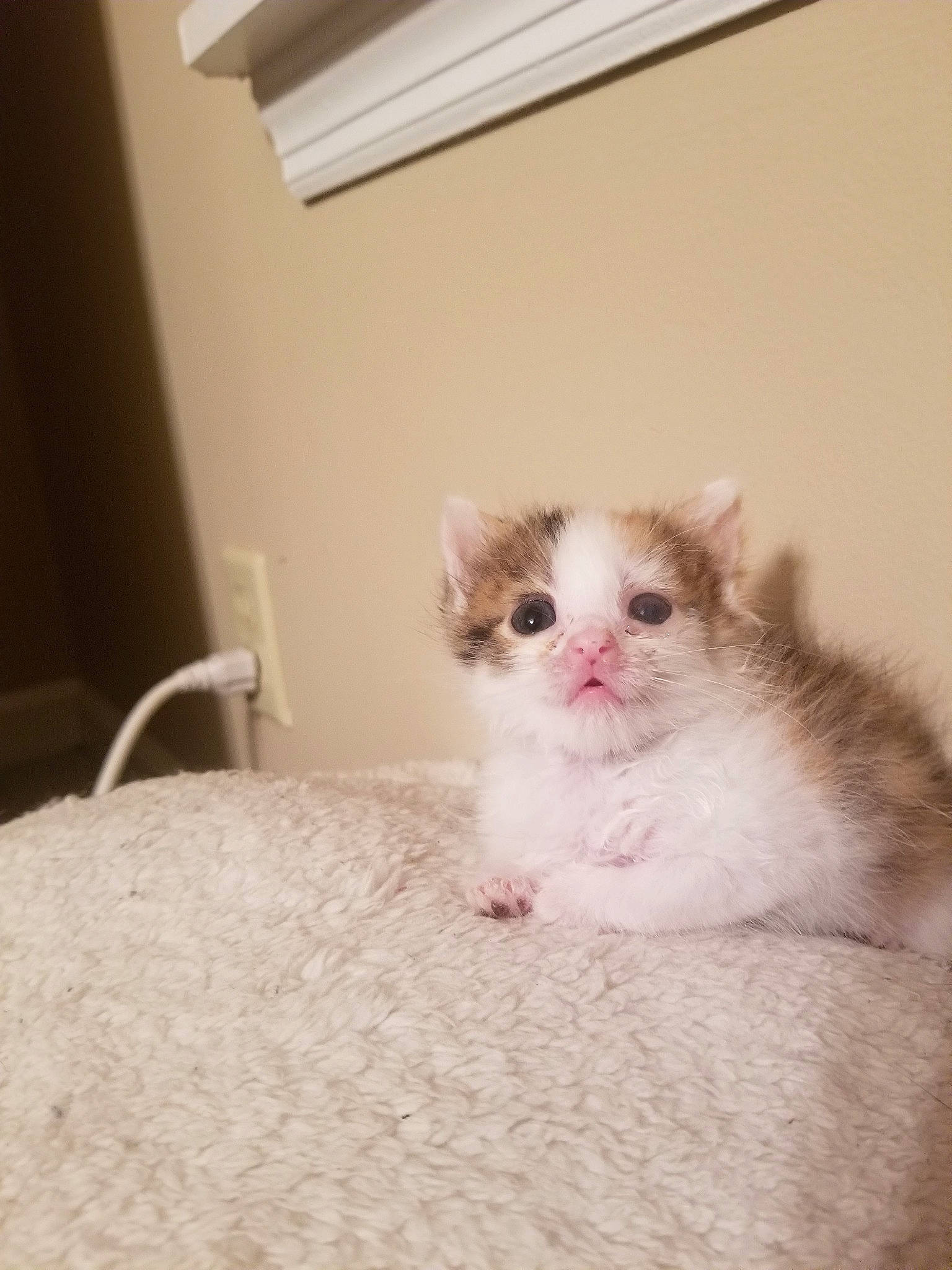 Babycat joined the competition — help win amazing prizes! carnivore, cat, domestic_short_haired_cat, ear, eye, fawn, felidae, fur, kitten, mammal, munchkin, ragdoll, scottish_fold, skin, small_to_medium_sized_cats, snout, turkish_van, whiskers