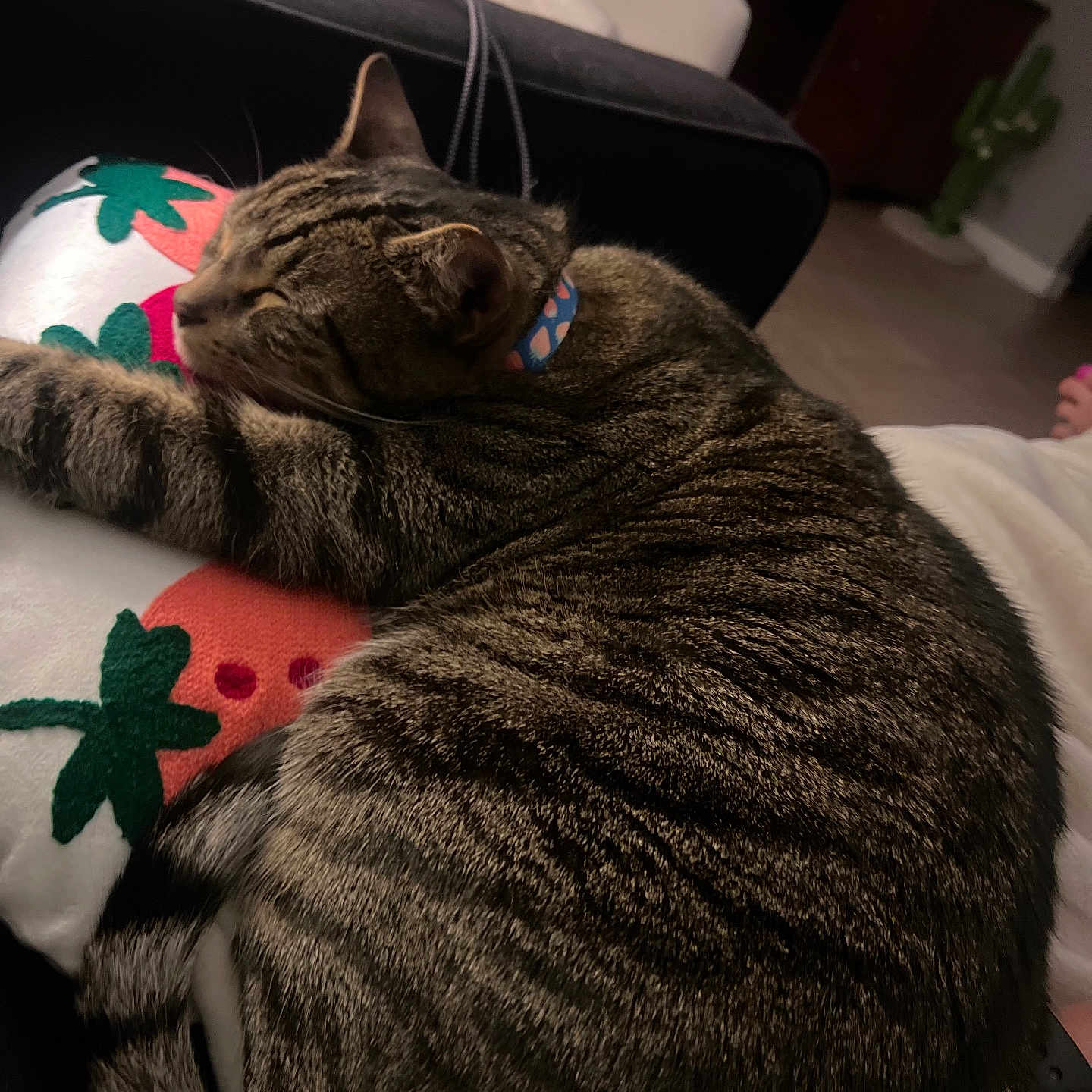 Kitty joined the competition — help win amazing prizes! cat, collar, comfort, couch, cozy, cute, domestic_animal, fur, furniture, home, indoor, living_room, pattern, pet, pillow, relaxation, rest, sleeping, striped, tabby