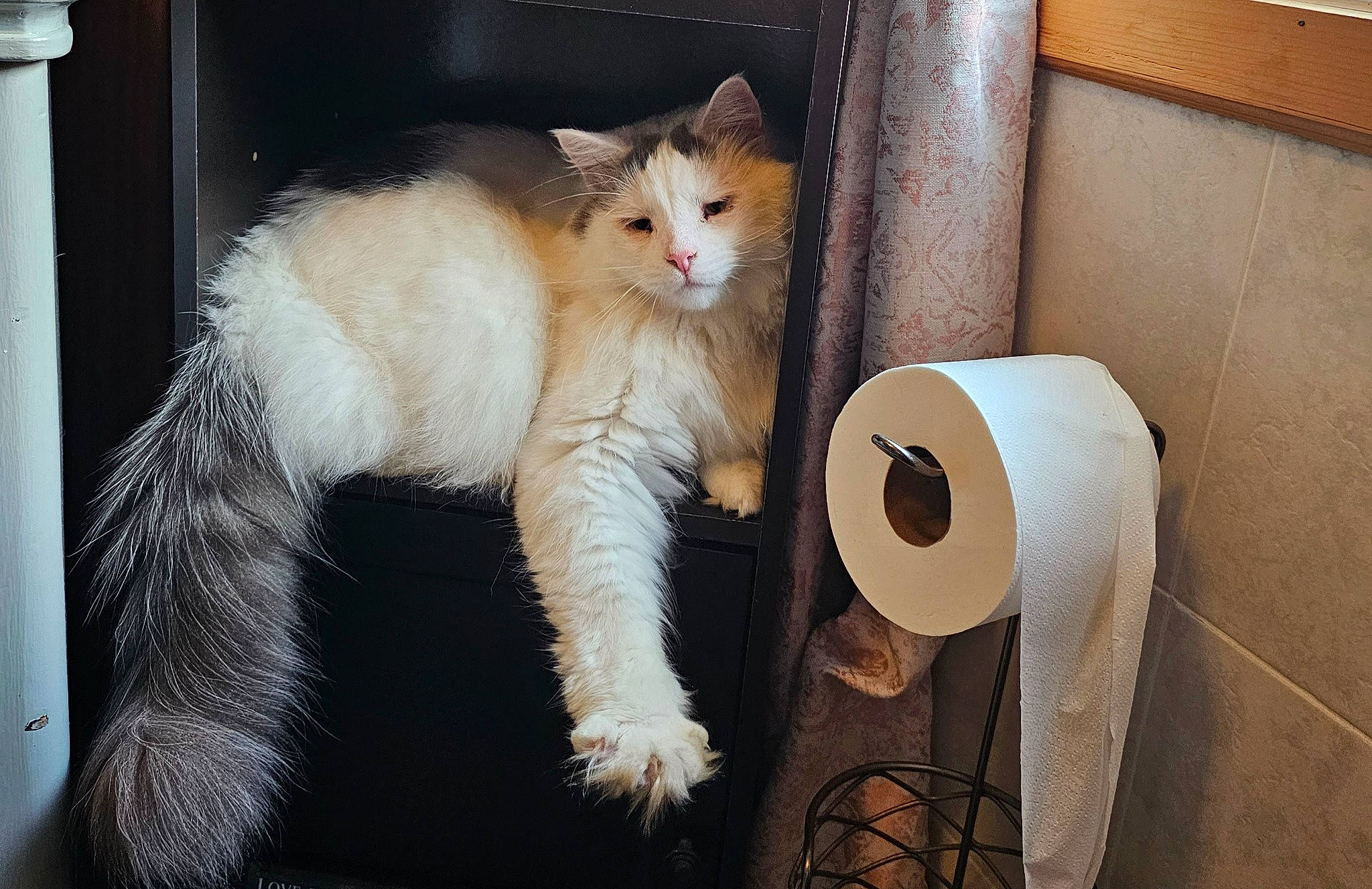 Loverboy is registered to the contest to win money with this photo: box, cardboard, carnivore, cat, domestic_short_haired_cat, fawn, felidae, fur, household_supply, paper_product, paper_towel, paw, shipping_box, small_to_medium_sized_cats, tail, tissue_paper, toilet_paper, whiskers, window, wood