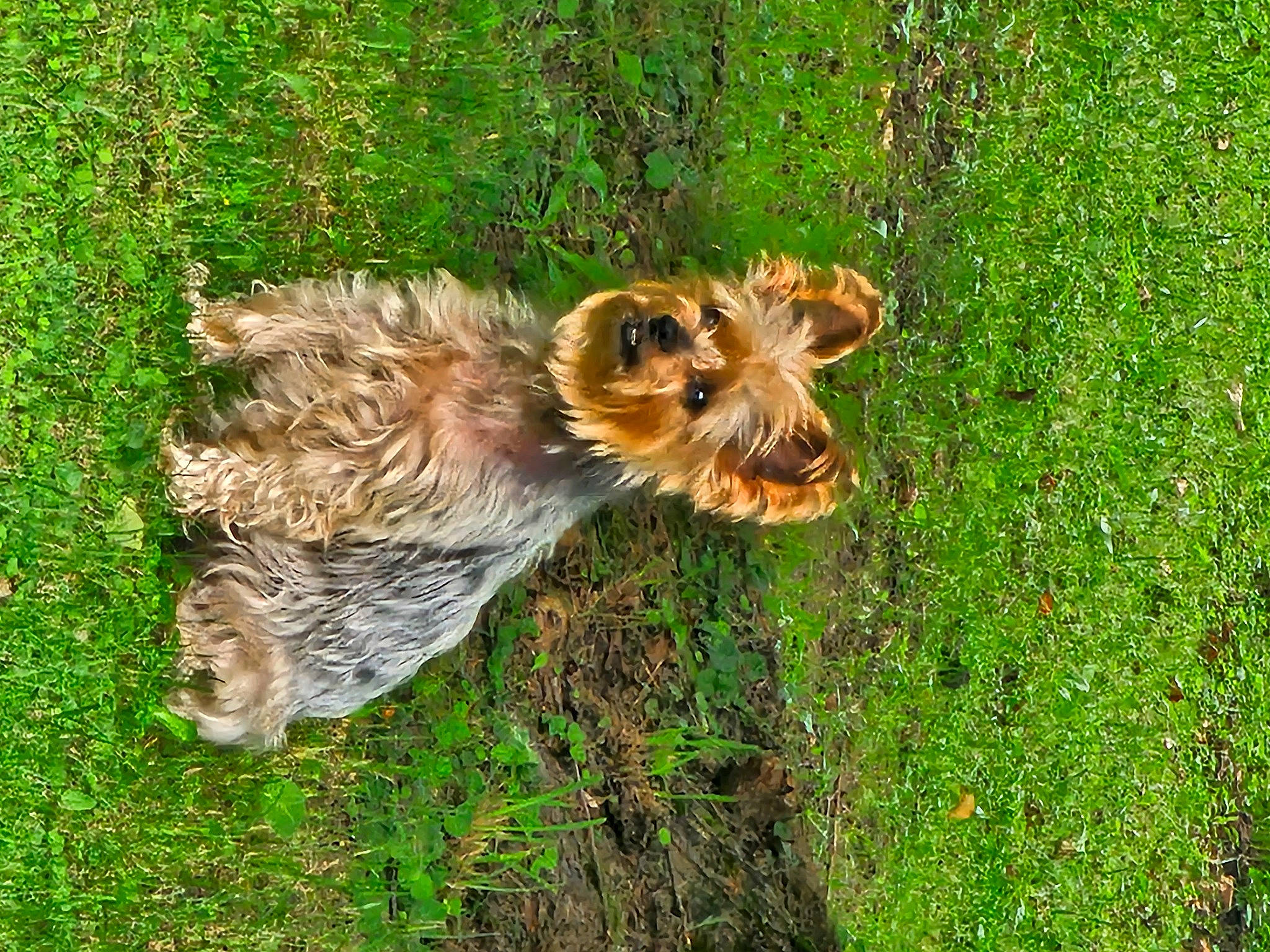 Bella Boo is registered to the contest to win money with this photo: canidae, carnivore, companion_dog, dog, dog_breed, fawn, felidae, fur, grass, grassland, groundcover, plant, rodent, snout, sporting_group, squirrel, tail, terrestrial_animal, terrier, whiskers