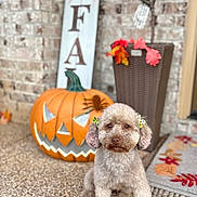 Chanel is registered to the contest to win money with this photo: dog, puppy, pumpkin, jack_o_lantern, fall, autumn, decor, porch, leaves, flower_pot, sign, cute, pet, animal, seasonal, outdoor, brown, small_dog, bow, spider_decoration