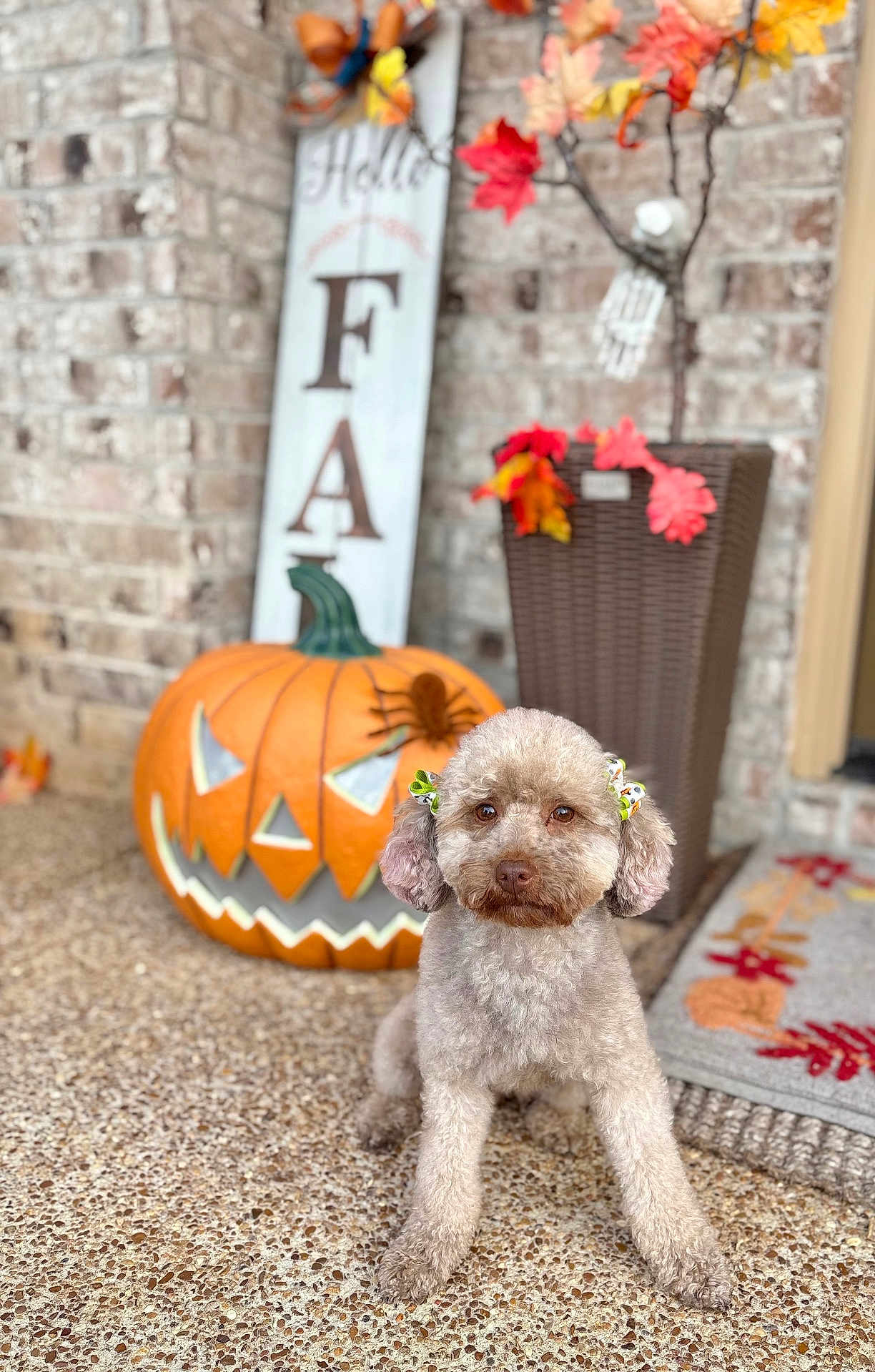 Chanel is registered to the contest to win money with this photo: dog, puppy, pumpkin, jack_o_lantern, fall, autumn, decor, porch, leaves, flower_pot, sign, cute, pet, animal, seasonal, outdoor, brown, small_dog, bow, spider_decoration