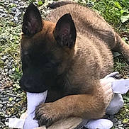 Voyou a rejoint le concours — aidez-le/la à gagner de superbes lots ! akita, carnivoran, dog, dog_breed, dog_breed_group, dog_like_mammal, norwegian_elkhound, snout, spitz