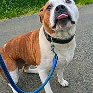 Scarlett a rejoint le concours — aidez-le/la à gagner de superbes lots ! dog, leash, collar, tongue_out, brown_and_white, sitting, paved_path, grass, rural, outdoor, sky, cloudy, nature, pet, canine, cute, animal, friendly, summer, daytime