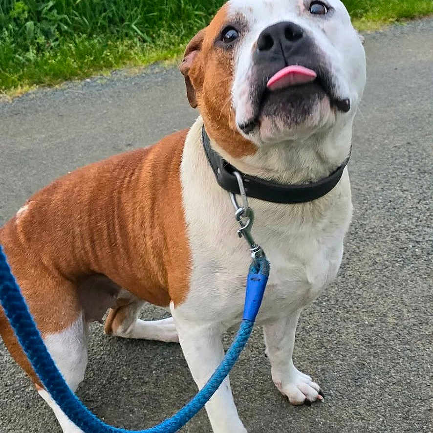 Scarlett a rejoint le concours — aidez-le/la à gagner de superbes lots ! dog, leash, collar, tongue_out, brown_and_white, sitting, paved_path, grass, rural, outdoor, sky, cloudy, nature, pet, canine, cute, animal, friendly, summer, daytime
