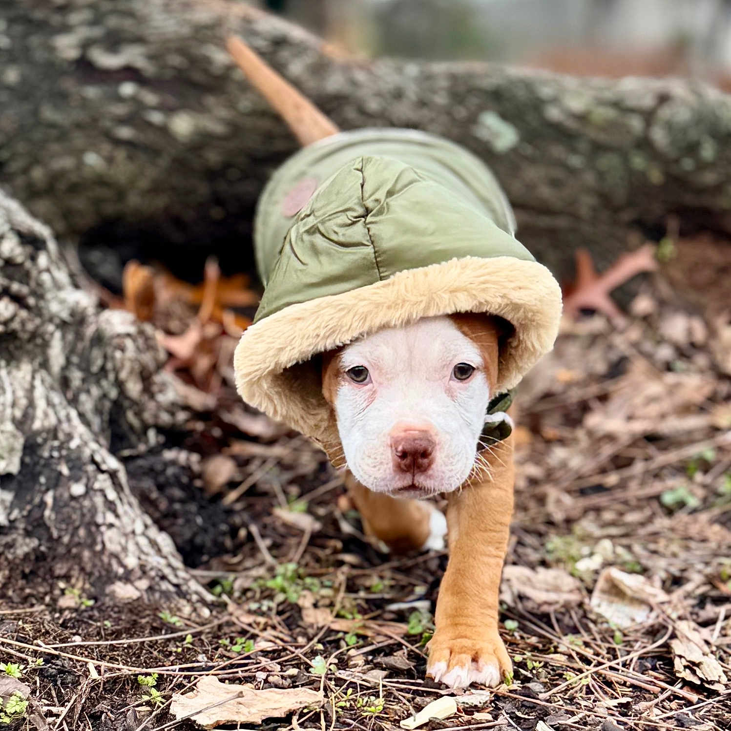 Kylii joined the competition — help win amazing prizes! animal, bulldog, canine, cap, clothing, coat, dog, face, hat, head, hood, hound, knitwear, person, pet, photography, pitbull, portrait, puppy, soil
