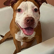 Kylii is registered to the contest to win money with this photo: animal, bathtub, brown_and_white, canine, close_up, cute, dog, domestic, ears_up, face, friendly, fur, happy, indoor, looking_at_camera, pet, sitting, snout, tongue_out, whiskers