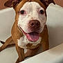 animal, bathtub, brown_and_white, canine, close_up, cute, dog, domestic, ears_up, face, friendly, fur, happy, indoor, looking_at_camera, pet, sitting, snout, tongue_out, whiskers