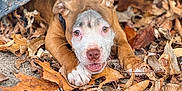 Kylii joined the competition — help win amazing prizes! animal, architecture, building, bulldog, canine, dog, face, head, hound, leaf, outdoors, person, pet, photography, pitbull, plant, portrait, puppy, shelter, wood