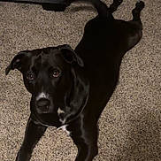 Oreo is registered to the contest to win money with this photo: dog, black_dog, carpet, indoor, pet, canine, lying_down, home, furniture, couch, curious, animal, mammal, floor, domestic_animal, resting, looking_up, companion, friendly, alert