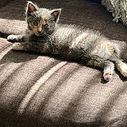 Pixel is registered to the contest to win money with this photo: kitten, cat, pet, feline, couch, sunlight, shadow, indoor, cozy, fur, paw, relaxing, cute, animal, mammal, whiskers, ears, small, young, resting