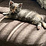 kitten, cat, pet, feline, couch, sunlight, shadow, indoor, cozy, fur, paw, relaxing, cute, animal, mammal, whiskers, ears, small, young, resting