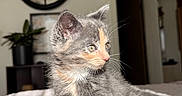 Pixel is registered to the contest to win money with this photo: kitten, cat, pet, indoor, bed, quilt, fur, whiskers, plant, clock, wall, furniture, cute, animal, young, small, gray, orange, curious, light