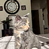 kitten, cat, pet, indoor, bed, quilt, fur, whiskers, plant, clock, wall, furniture, cute, animal, young, small, gray, orange, curious, light