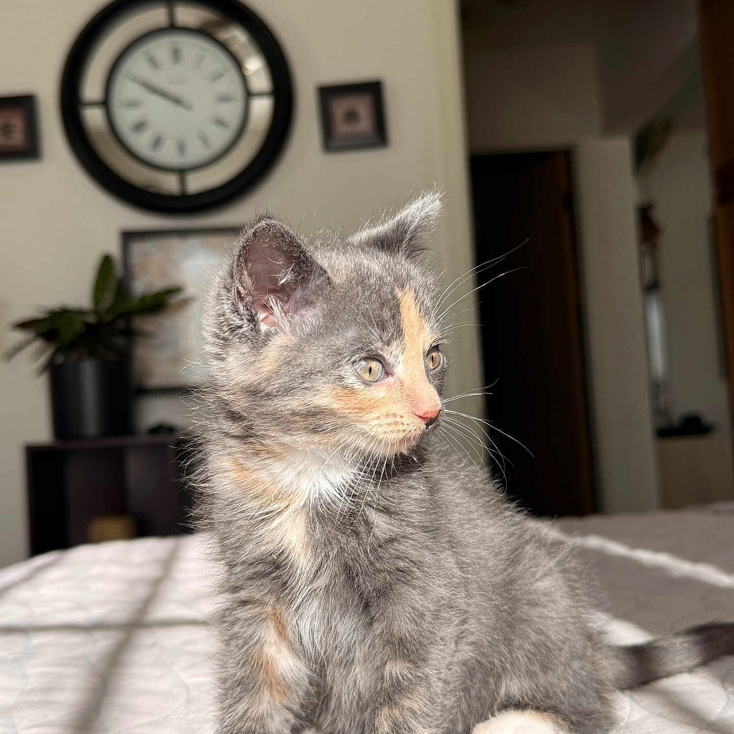 Pixel