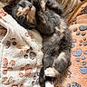 Pixel joined the competition — help win amazing prizes! kitten, sleeping, cozy, blanket, paw_prints, fur, cute, pet, resting, indoors, soft, animal, feline, snuggling, comfort, warm, domestic_animal, young, small, adorable