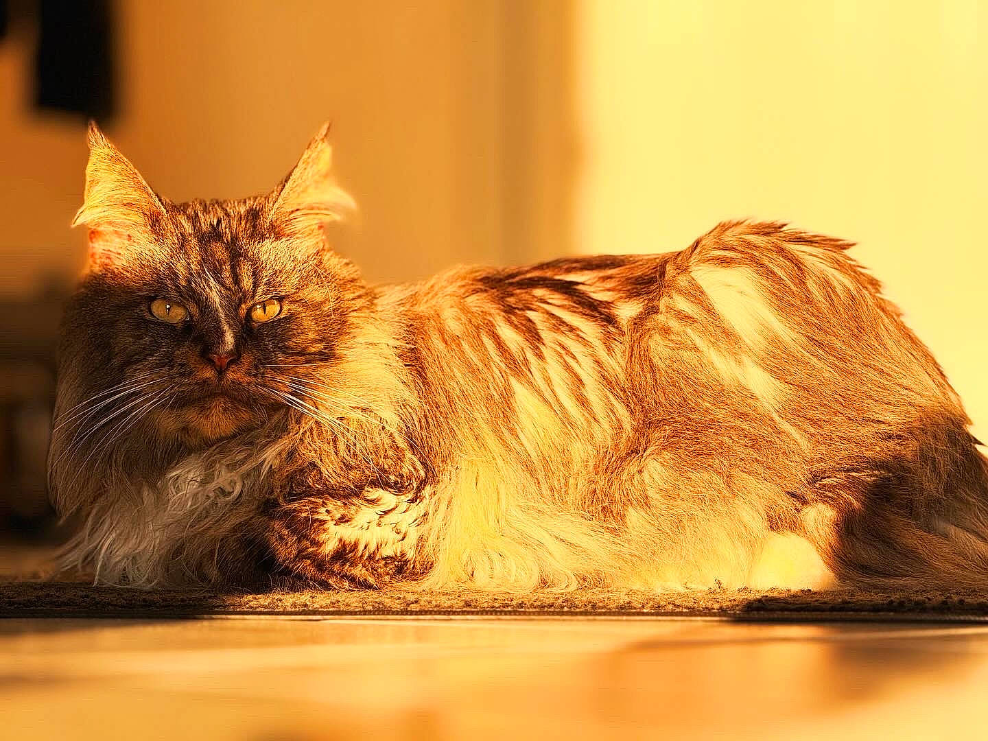 Lewis participe au concours pour gagner de l'argent avec cette photo : carnivore, cat, claw, domestic_short_haired_cat, fawn, felidae, fur, paw, sitting, small_to_medium_sized_cats, snout, tail, whiskers, window, wood