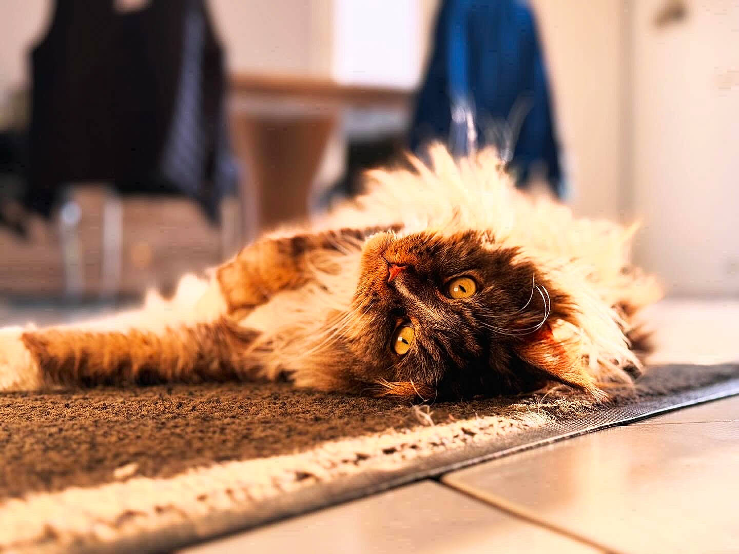 Lewis participe au concours pour gagner de l'argent avec cette photo : canidae, carnivore, cat, claw, comfort, companion_dog, domestic_short_haired_cat, fawn, felidae, flooring, fur, human_leg, nap, paw, sleep, small_to_medium_sized_cats, snout, sporting_group, whiskers, wood