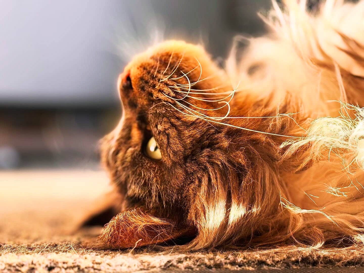 Lewis a rejoint le concours — aidez-le/la à gagner de superbes lots ! carnivore, claw, companion_dog, dog_breed, fawn, felidae, fur, grass, human_leg, lion, liver, paw, small_to_medium_sized_cats, snout, sporting_group, sunlight, tail, terrestrial_animal, whiskers, wood