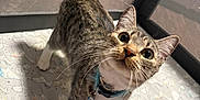 Benny is registered to the contest to win money with this photo: cat, tabby, pet, collar, indoor, curious, animal_pattern, playmat, whiskers, wide_eyes, tail_up, mesh_enclosure, floor, domestic_cat, feline, young_cat, cute, alert, looking_up, standing