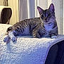 Benny is registered to the contest to win money with this photo: cat, tabby, pet, indoor, furniture, blanket, curtains, lamp, collar, relaxed, cozy, white_paws, striped, mammal, animal, resting, cute, fur, whiskers, domestic_animal