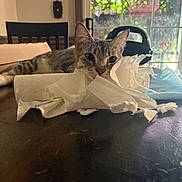 Benny joined the competition — help win amazing prizes! cat, tabby, paper_towels, table, indoor, window, chair, light, shadow, curious, animal, pet, feline, relaxed, messy, domestic, closeup, brown, white, background