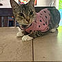 Benny joined the competition — help win amazing prizes! cat, tabby, pink_shirt, polka_dots, table, tile_floor, indoor, feline, pets, collar, curious, alert, whiskers, ears, face, paws, fur, domestic_animal, home, painting