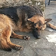 Blaze a rejoint le concours — aidez-le/la à gagner de superbes lots ! dogs, dog, german_shepherd, mixed_breed, sleeping, lying_down, resting, outdoor, patio, concrete, stone, sunlight, fur, shaggy, brown, black, tan, paws, animal, relaxed