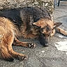 dogs, dog, german_shepherd, mixed_breed, sleeping, lying_down, resting, outdoor, patio, concrete, stone, sunlight, fur, shaggy, brown, black, tan, paws, animal, relaxed