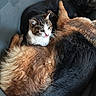 cat, dogs, pets, animals, furry, fur, black_dog, brown_dog, tabby_cat, white_fur, blue_eyes, face, eyes, ears, snuggling, sleeping, cozy, indoors, pet_bed, animal_portrait