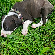 Apollo is registered to the contest to win money with this photo: animal, black_and_white, close_up, collar, cute, dog, fur, grass, greenery, nature, outdoor, peaceful, pet, puppy, relaxation, resting, sleeping, summer, white_paws, young_dog