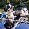dog, shih_tzu, pet, black_and_white, small_dog, long_hair, fluffy_tail, outdoor, garden, patio, table, glass_surface, reflection, portrait, sitting, lying_down, collar, fence, trees, sunlight