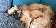 Shaïna a rejoint le concours — aidez-le/la à gagner de superbes lots ! animal, brown_fur, comfort, companion, couch, cozy, cute, dog, fluffy, fur, home, indoors, nap, pets, pillow, relaxation, resting, sleeping, snuggle, two_dogs