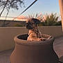 Shaïna participe au concours pour gagner de l'argent avec cette photo : animal, brown, container, curious, cute, dog, fence, garden, harness, outdoor, pet, plant, pot, puppy, side_view, sky, small, sunset, terracotta, young