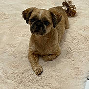 Shaïna a rejoint le concours — aidez-le/la à gagner de superbes lots ! animal, brown_dog, canine, carpet, cute, dog, domestic_animal, eyes, fluffy, fur, fur_texture, indoor, looking_up, lying_down, paws, pet, puppy, rug, small_dog, tail