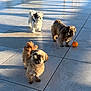dog, small_dog, fluffy, tile_floor, shadow, sunlight, orange_ball, outdoor, pet, animal, playful, three_dogs, daylight, fur, cute, companion, standing, play, group, domestic_animal