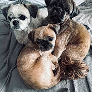 Les Triplettes a rejoint le concours — aidez-le/la à gagner de superbes lots ! dog, puppy, pet, animal, cute, fur, snuggling, blanket, cozy, indoor, small_dog, canine, friendship, companion, resting, cuddling, fur_texture, brown_dog, white_dog, black_dog