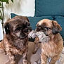 dog, puppy, small_dog, playing, toy, rope_toy, tug_of_war, pet, indoor, couch, cushion, plant, fur, cute, animal, friendship, companions, beige, teal, cozy