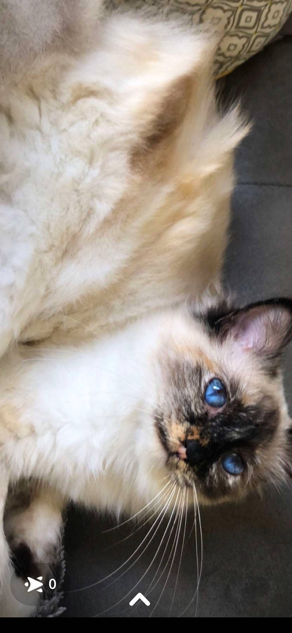 Tchoupie participe au concours pour gagner de l'argent avec cette photo : balinese, birman, carnivore, cat, eye, fawn, felidae, fur, iris, paw, ragdoll, siamese, small_to_medium_sized_cats, snout, tail, terrestrial_animal, thai, whiskers