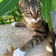 Soquette participe au concours pour gagner de l'argent avec cette photo : cat, tabby_cat, paw, leaf, green_leaves, concrete, outdoor, nature, animal, feline, curious, relaxed, closeup, whiskers, plant, sunlight, pet, young_cat, resting, playful